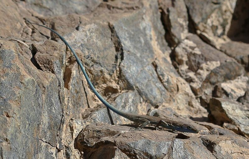 Young Skinks Sport A Vivid Blue Tail