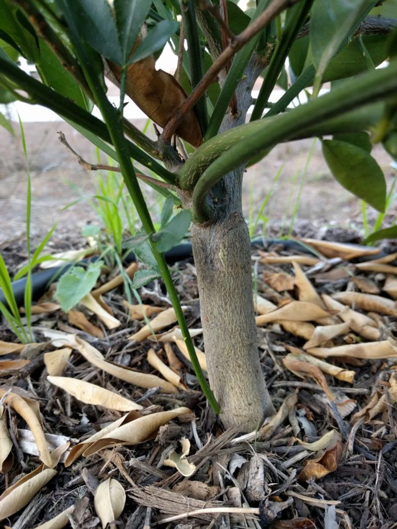 Young Soft Shoots Are Easier To Remove Than Woody Ones Young Soft Shoots Are Easier To Remove Than Woody Ones