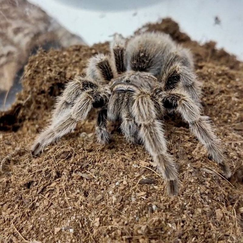 Young Tarantulas May Be Dispersing Young Tarantulas May Be Dispersing