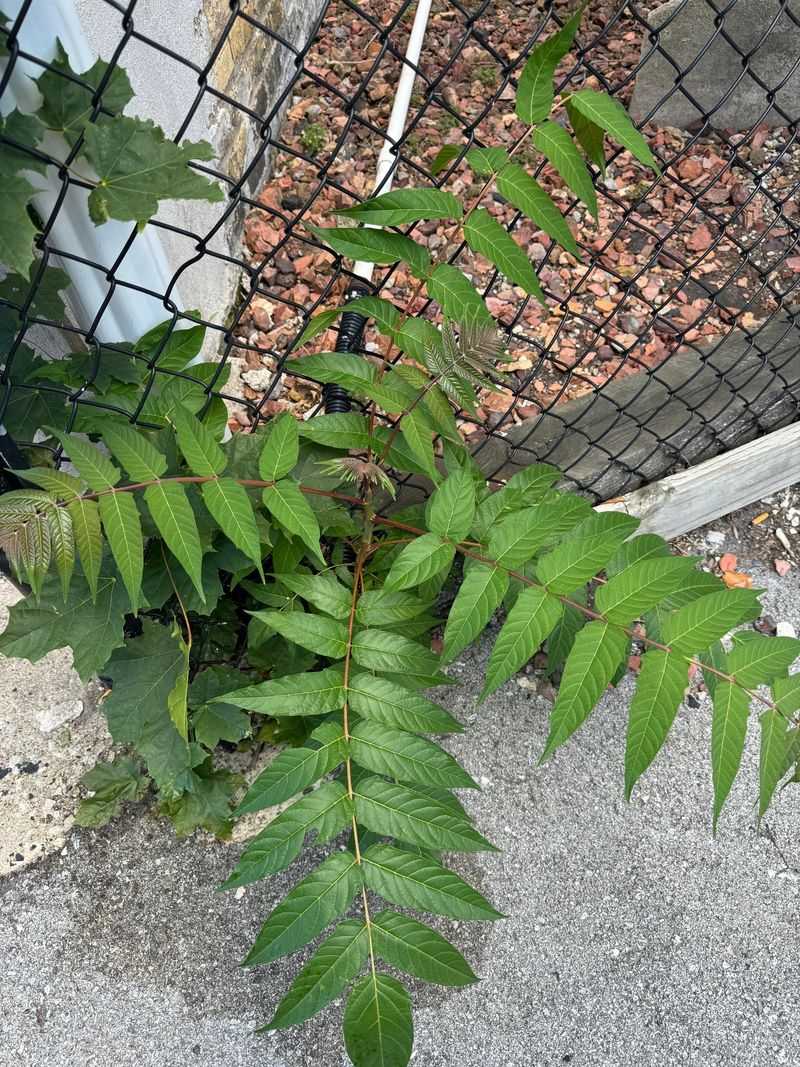Young Trees Are Easy To Mistake For Something Harmless