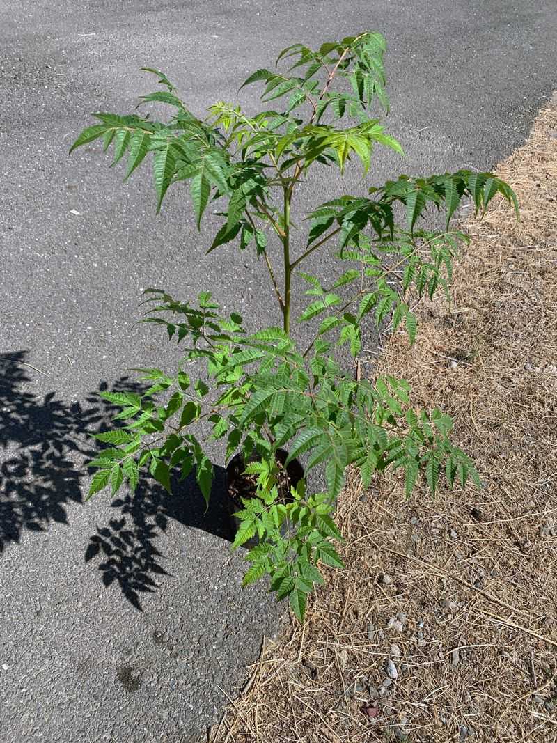Young Trees Can Blend Into The Yard Before Becoming Noticeable Young Trees Can Blend Into The Yard Before Becoming Noticeable
