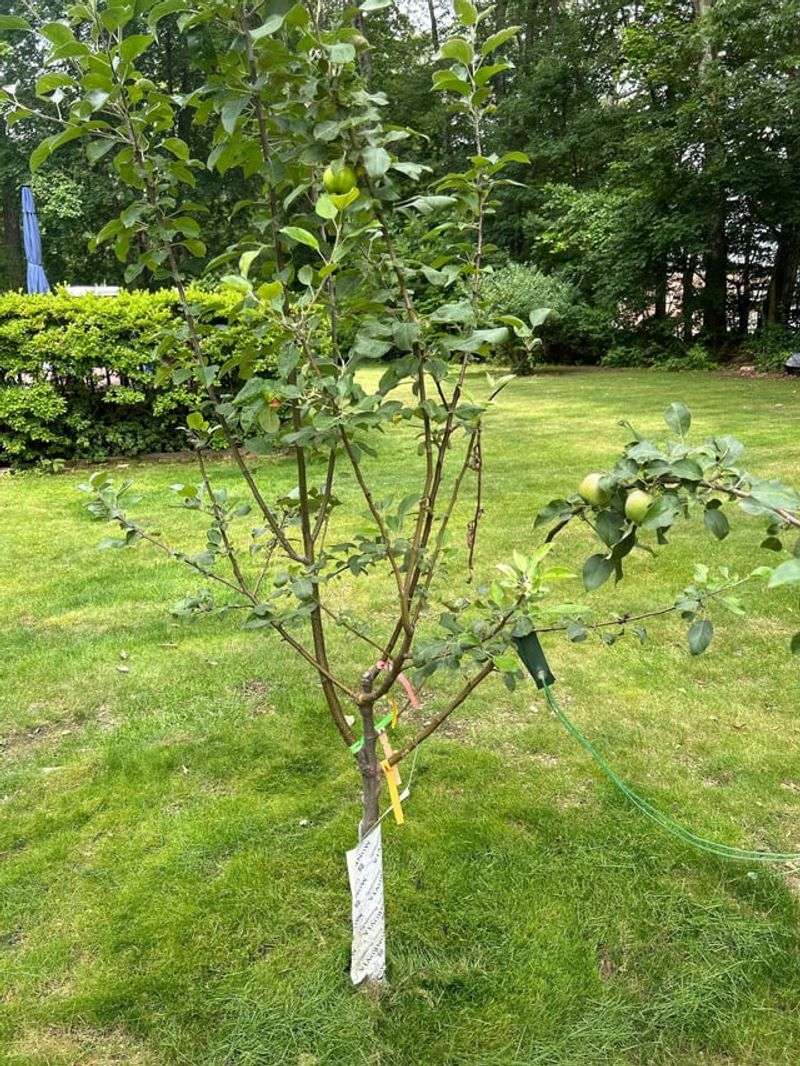 Young Trees Have Not Reached Fruiting Maturity Yet