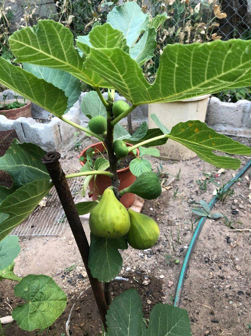 Young Trees May Look Strong Before They Become Productive