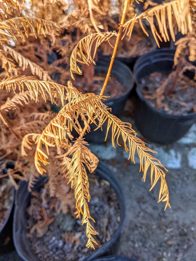 Young Trees Need Careful Feeding, Not A September Growth Push
