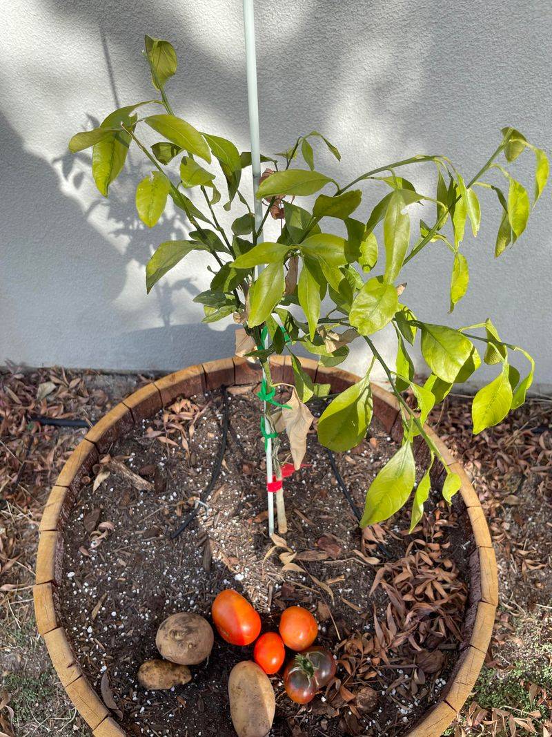 Young Trees Need Extra Cold Protection Young Trees Need Extra Cold Protection
