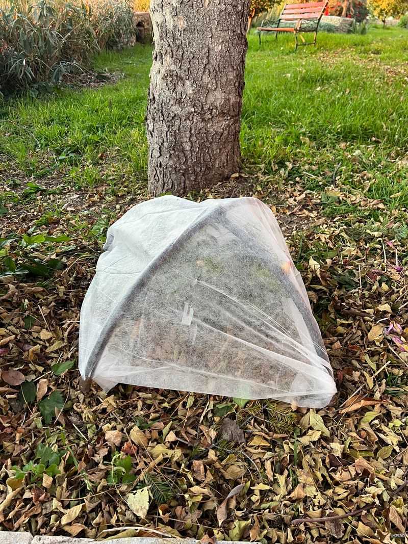 Young Trees Need Frost Covers Earlier