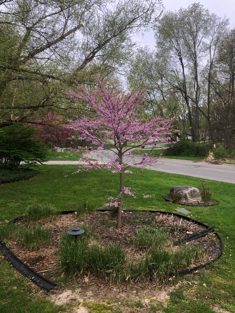 Young Trees Need Water While Roots Get Established
