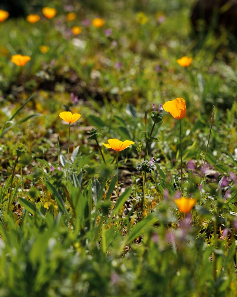Young Wildflowers Stay Small Until Spring Warms Up