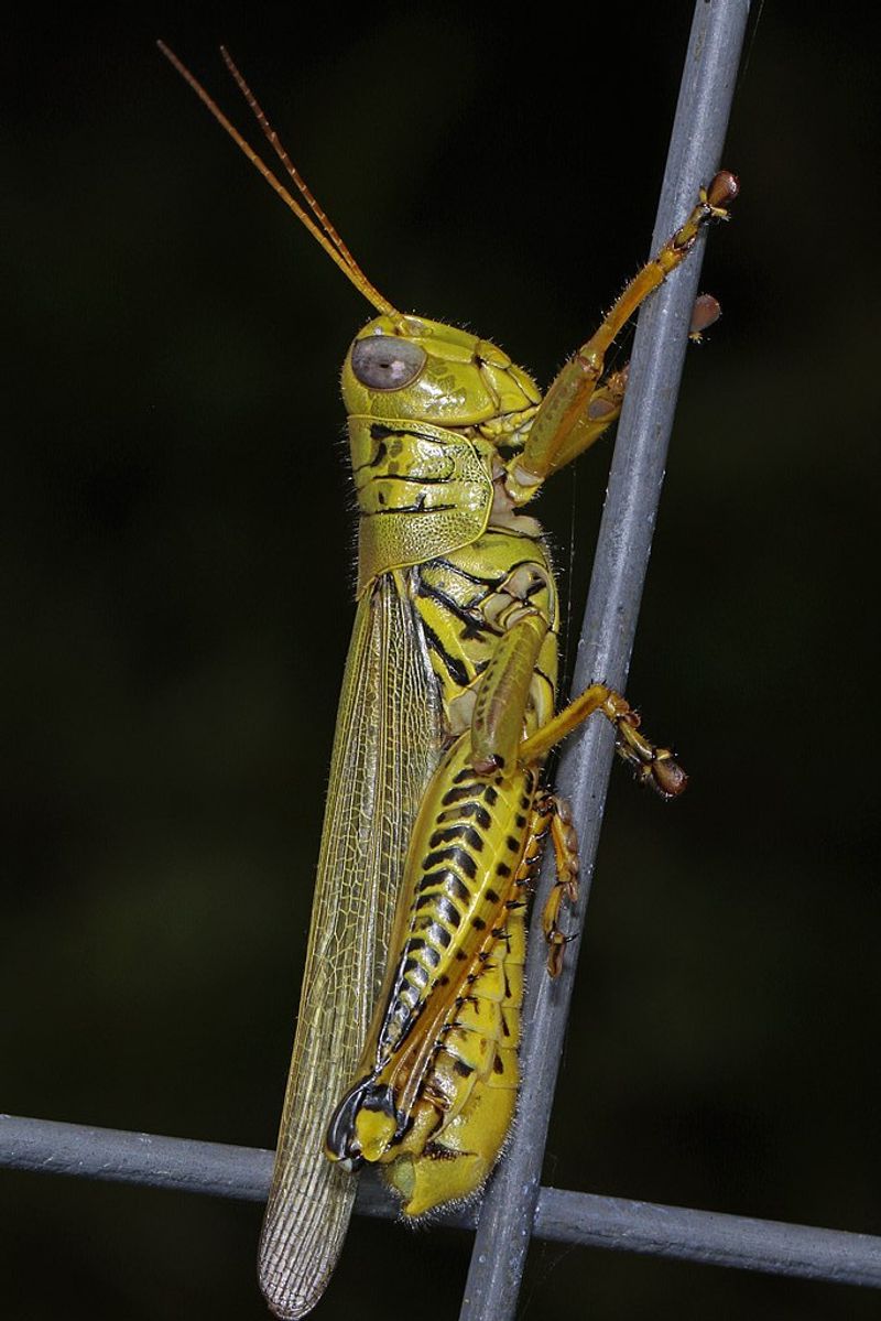 Young Wingless Grasshoppers Are Easier To Manage Young Wingless Grasshoppers Are Easier To Manage