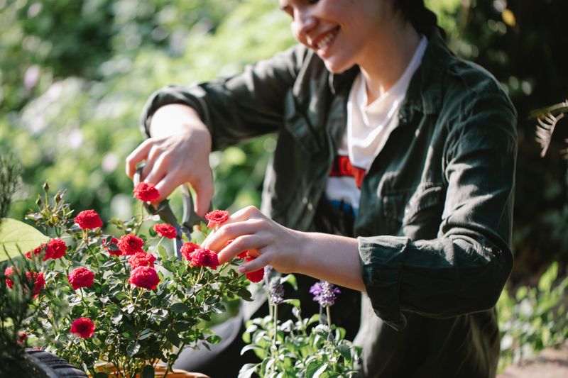 Your August Garden Deserves A Strong Finish Your August Garden Deserves A Strong Finish