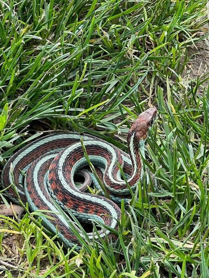 Your California Garden May Be Full Of Easy Snake Snacks