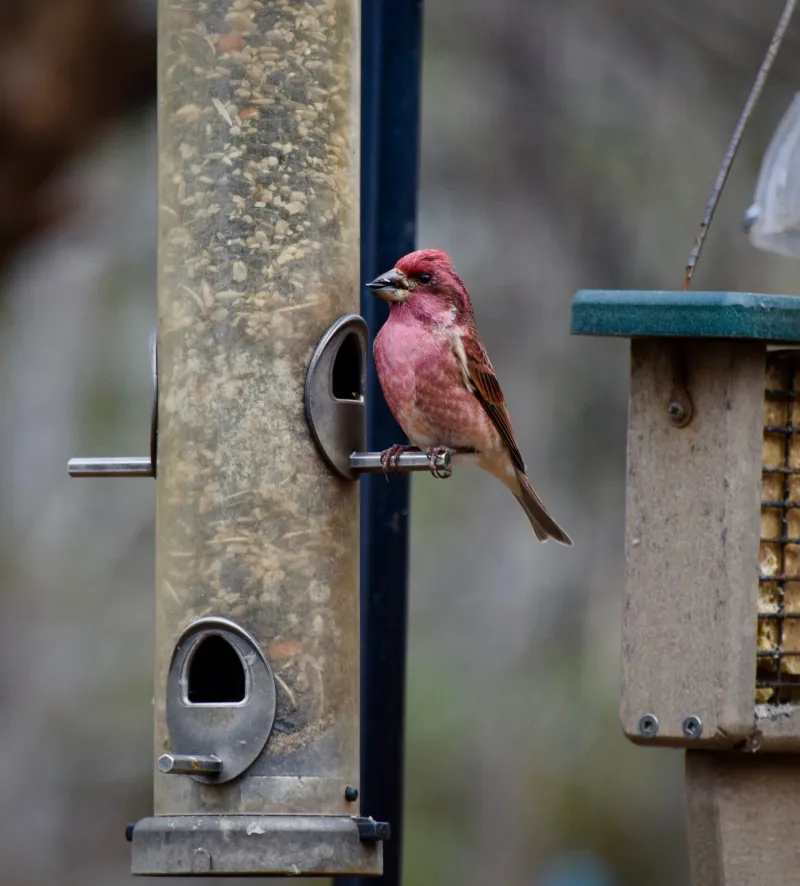Your Feeder Has Their Favorite Seed Your Feeder Has Their Favorite Seed