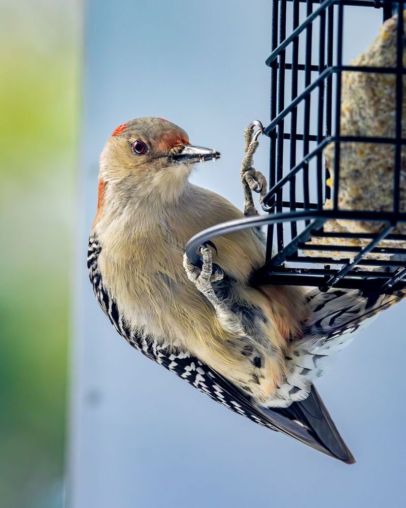 Your Feeder May Be Keeping It Coming Back