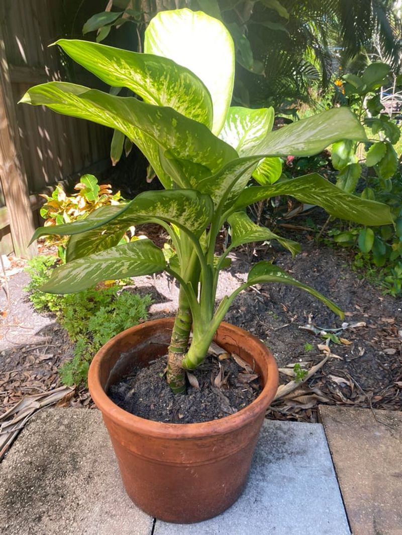 Your Florida Location Changes Which Plants Need To Move
