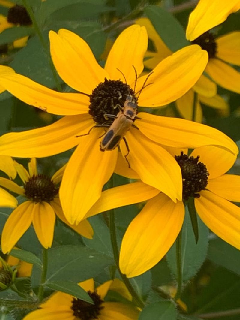 Your Flowers Are Providing An Important Food Source Your Flowers Are Providing An Important Food Source