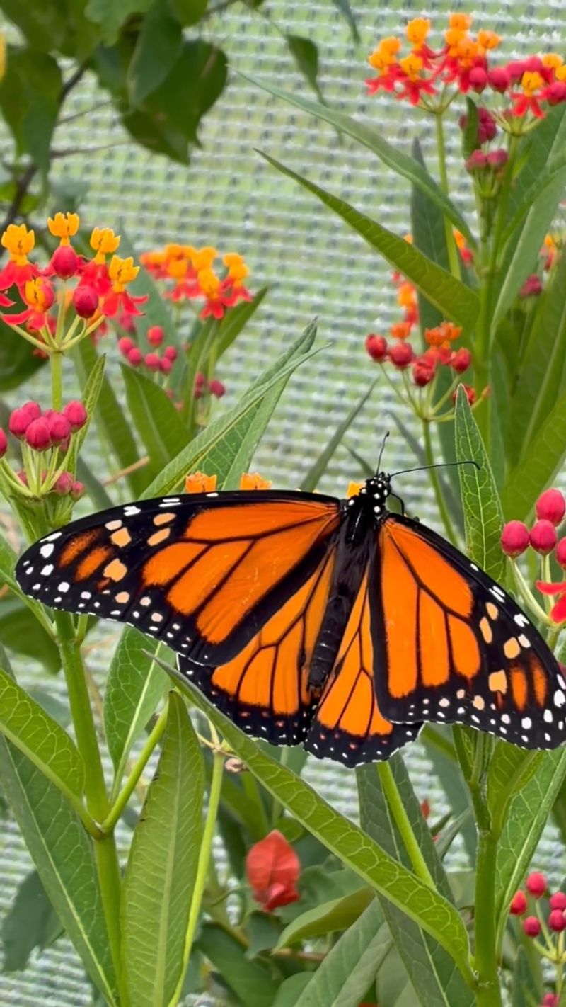 Your Flowers Have Hit A Nectar Peak Your Flowers Have Hit A Nectar Peak
