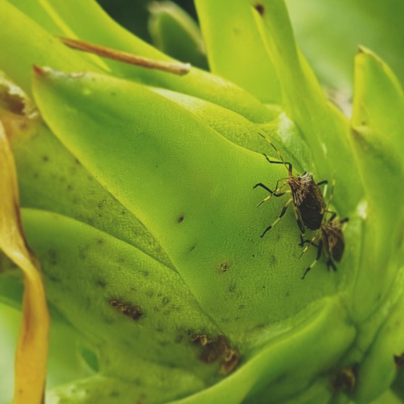 Your Fruit Trees Will Pay The Price Come Spring