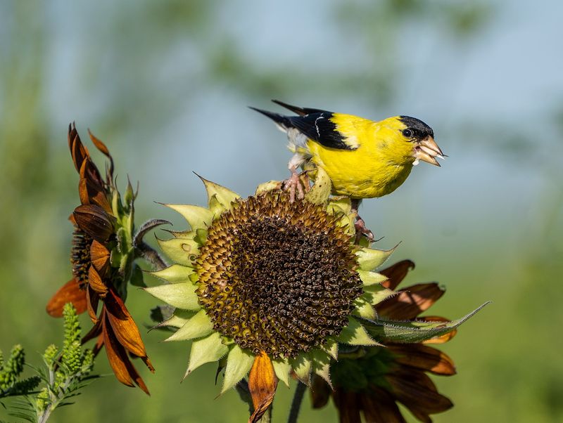 Your Garden Has A Reliable Seed Supply