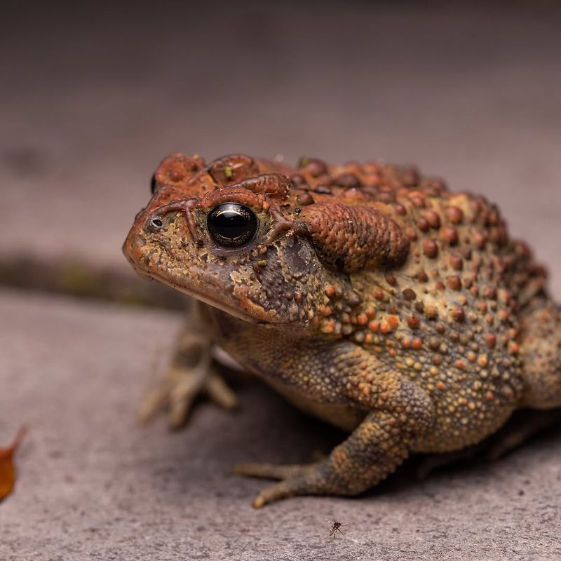 Your Garden Has Plenty Of Prey Your Garden Has Plenty Of Prey