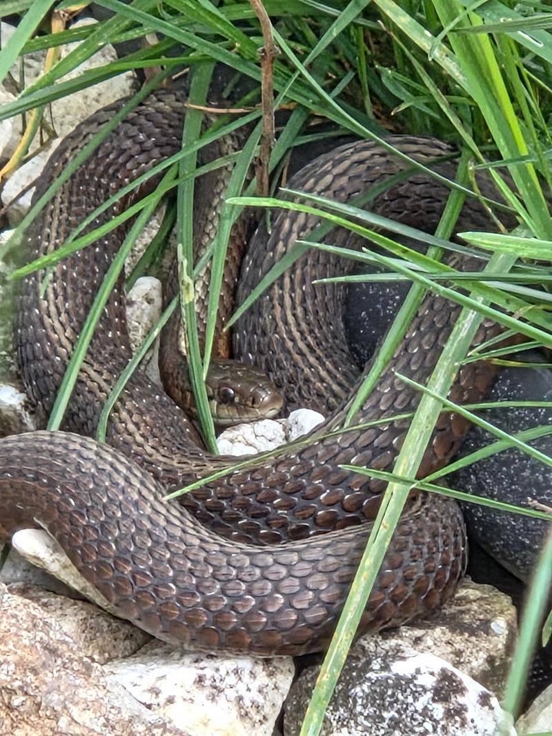 Your Garden May Be Full Of Easy Snake Snacks