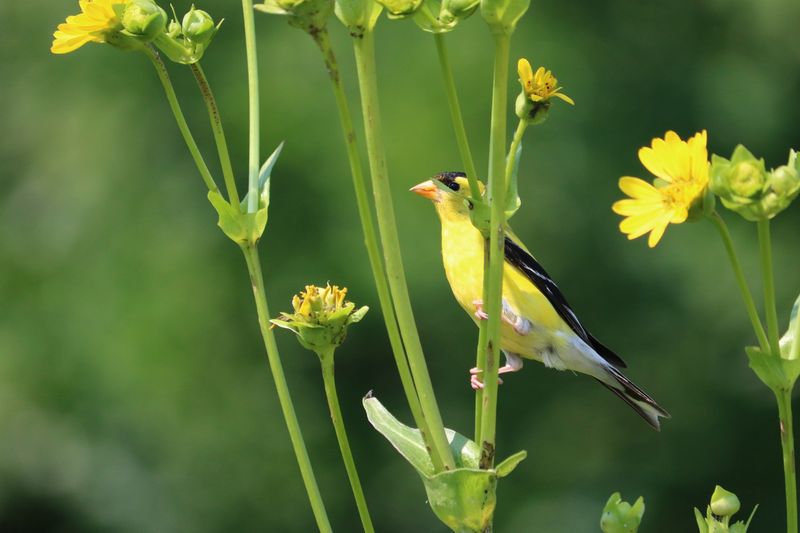 Your Garden May Be Relatively Bird-Friendly
