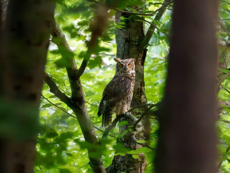 Your Garden May Have Healthy Habitat