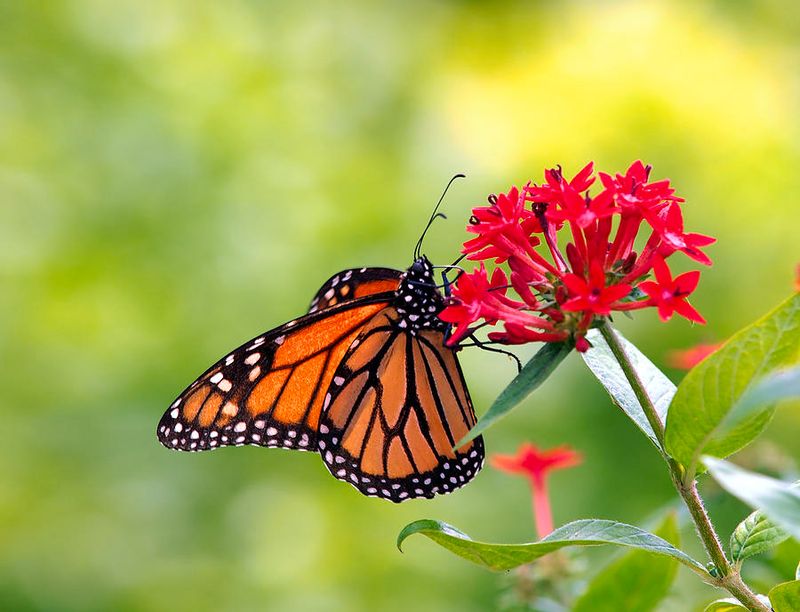 Your Garden May Have The Right Host Plants Your Garden May Have The Right Host Plants