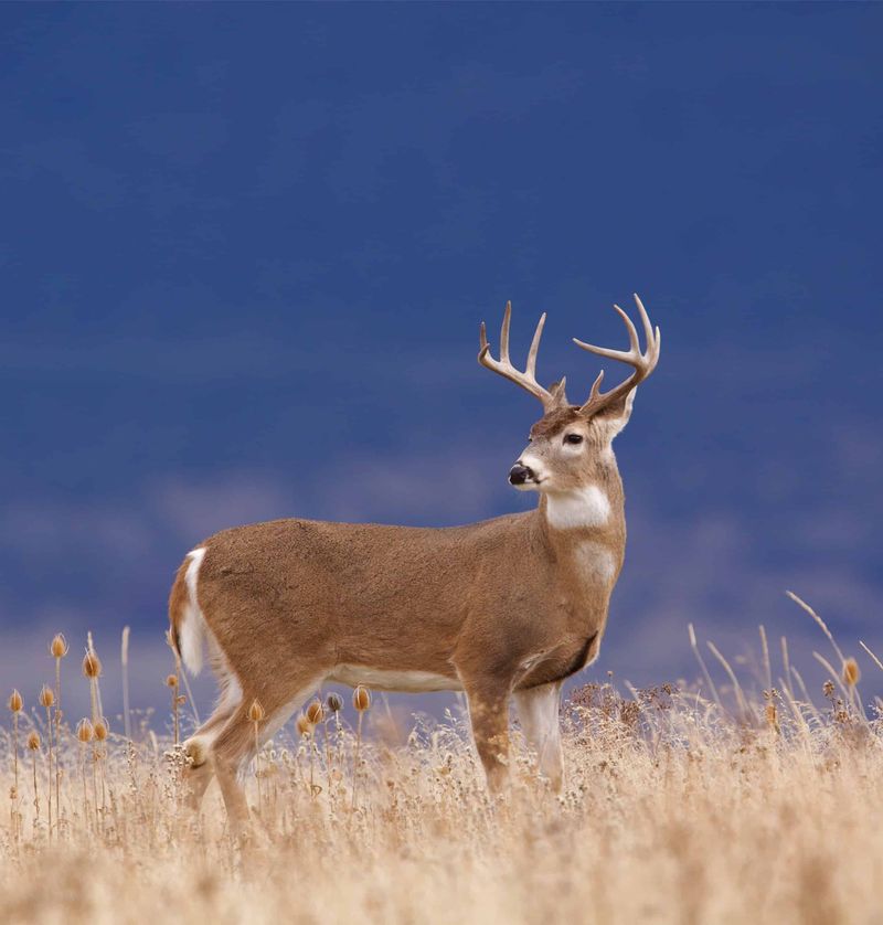 Your Garden May Reveal Deer Preferences Your Garden May Reveal Deer Preferences