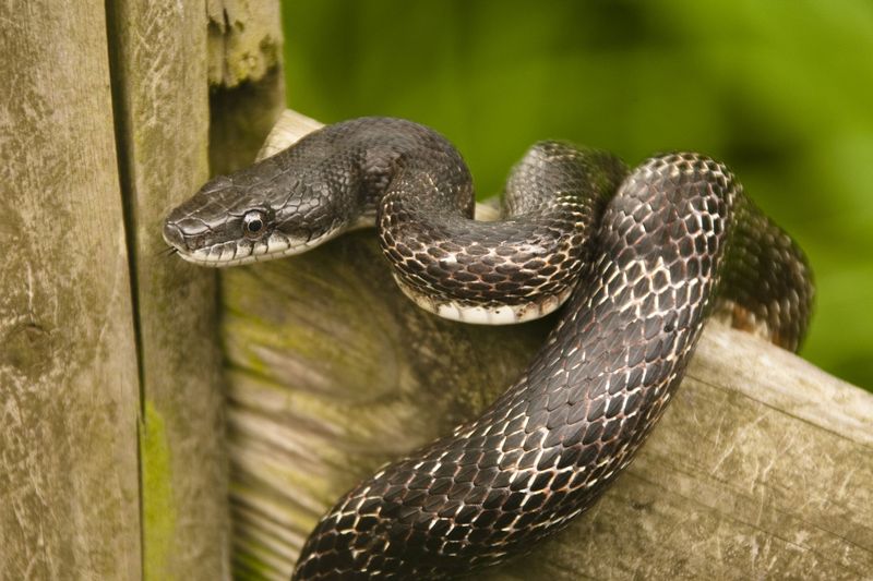 Your Garden Offers Good Snake Habitat Your Garden Offers Good Snake Habitat