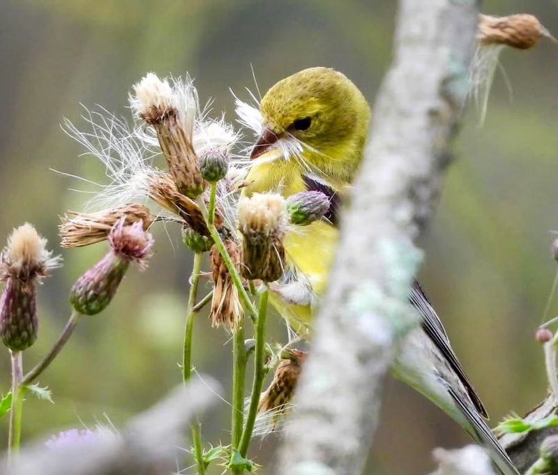 Your Garden Offers Useful Nesting Material