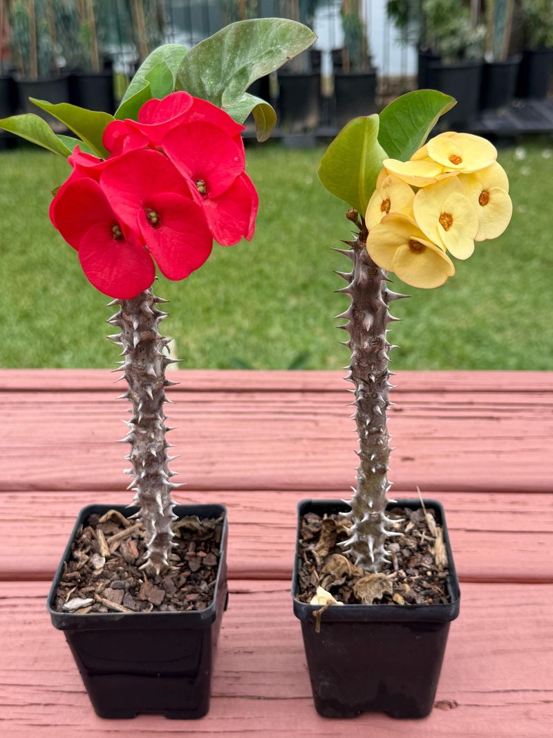 Your Hybrid May Play By Different Watering Rules