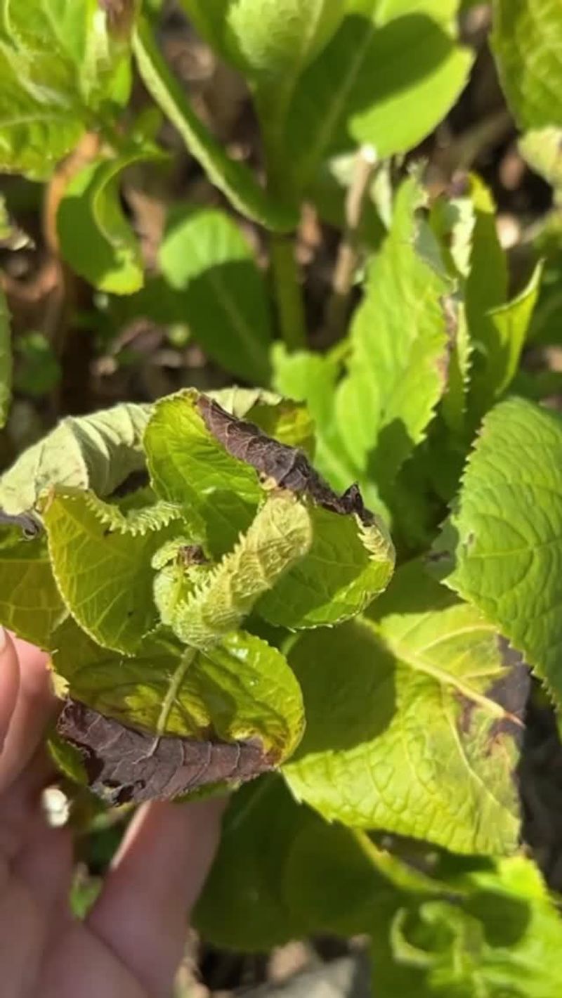 Your Hydrangea Is Losing Water Faster Than Roots Can Replace
