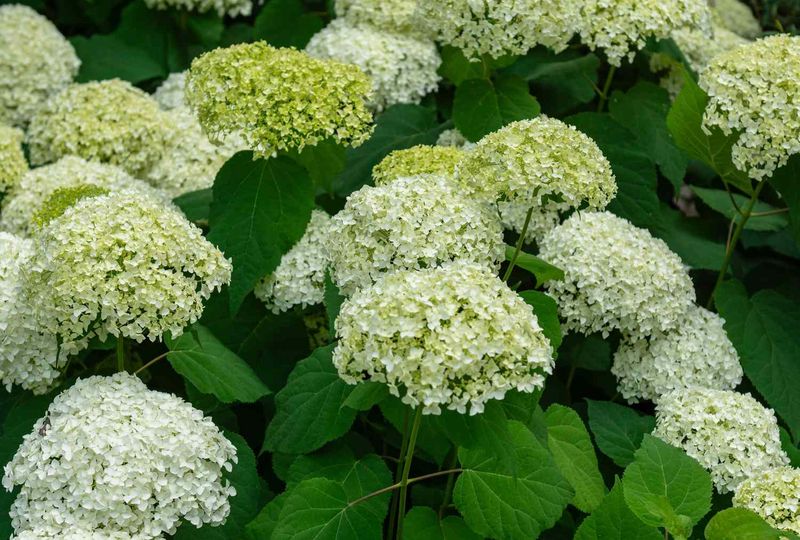 Your Hydrangea Variety Is Supposed To Change Color Your Hydrangea Variety Is Supposed To Change Color