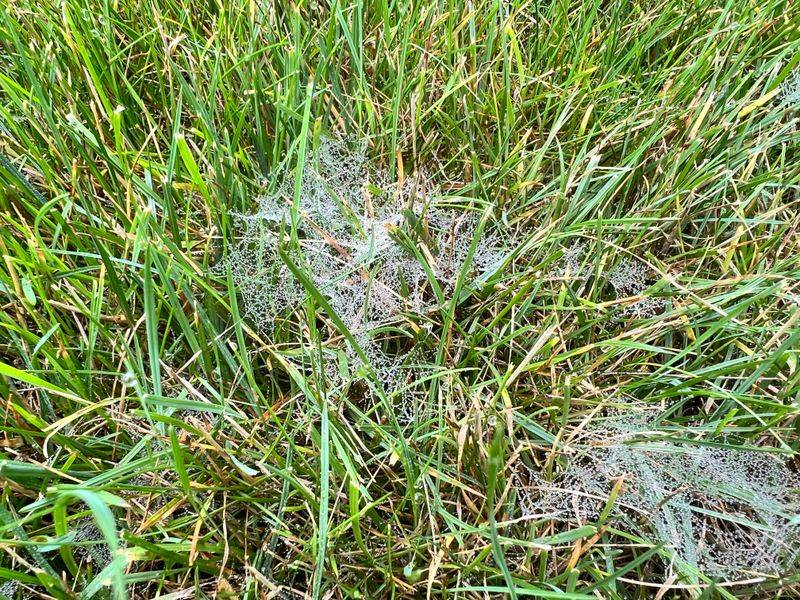 Your Lawn Has A Healthy Grass Spider Population Your Lawn Has A Healthy Grass Spider Population