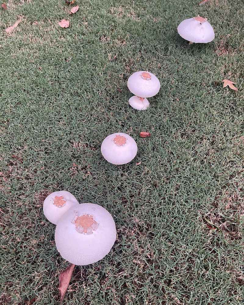 Your Lawn Has An Active Fungal Community Your Lawn Has An Active Fungal Community