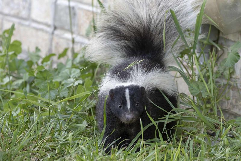 Your Lawn Has Become A Reliable Feeding Spot