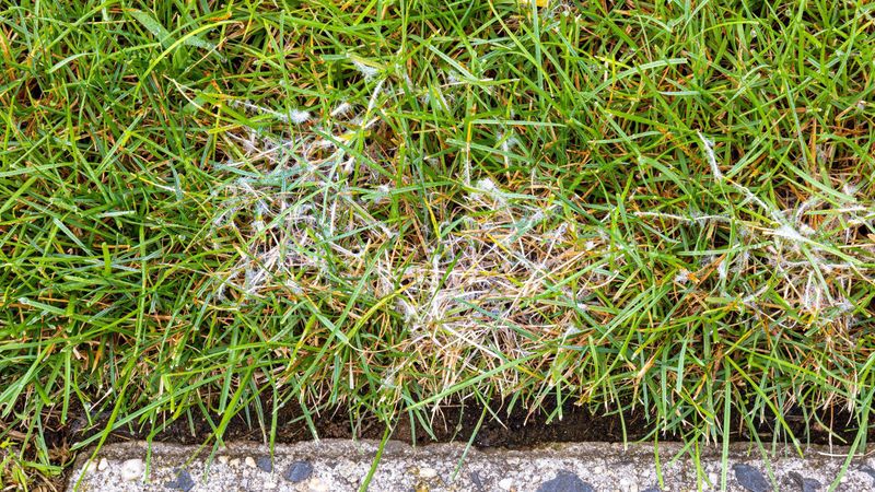 Your Lawn Is Fighting A Hidden Infection