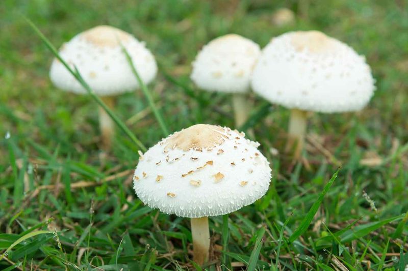 Your Lawn Is Holding Plenty Of Moisture Your Lawn Is Holding Plenty Of Moisture