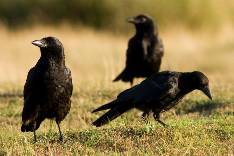Your Lawn May Be Offering An Easy Meal