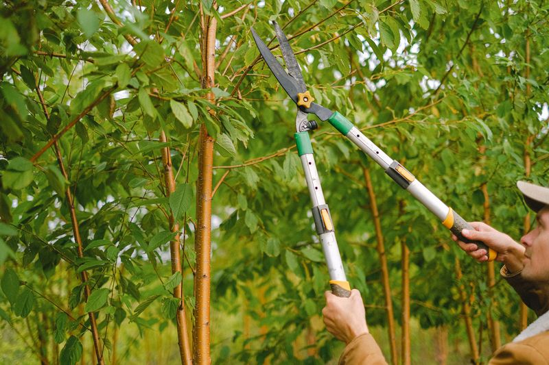 Your Neighbor Can Legally Trim What Crosses The Line Your Neighbor Can Legally Trim What Crosses The Line