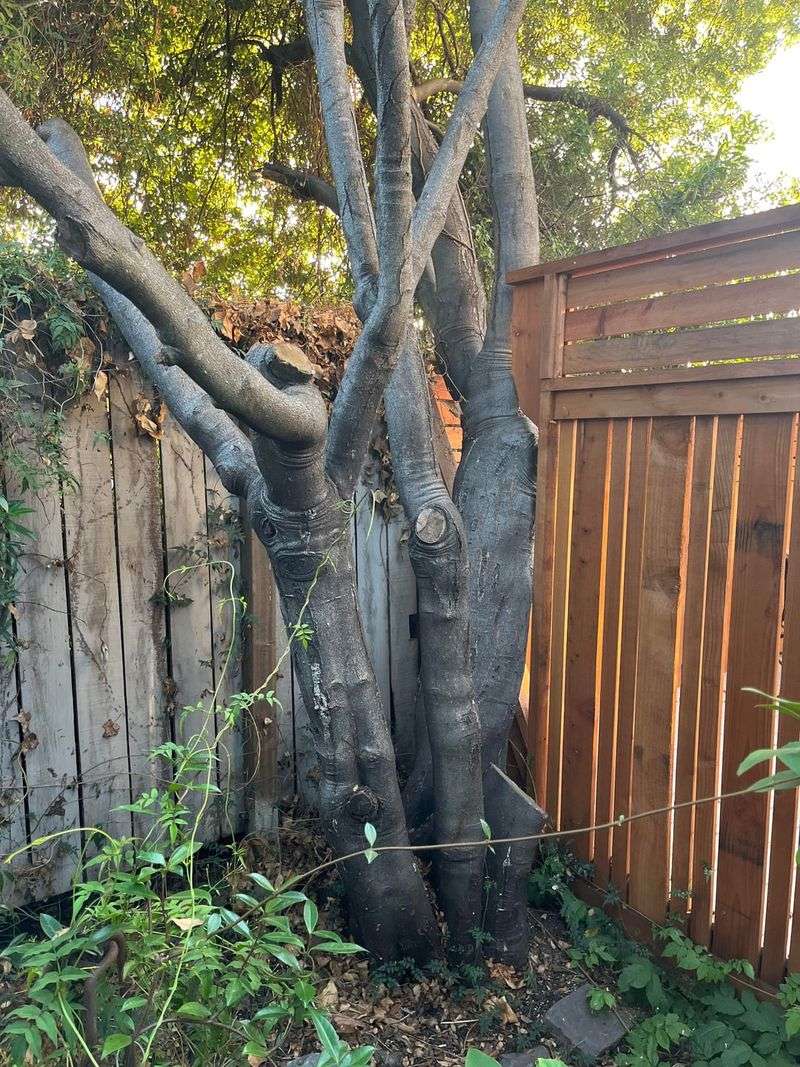 Your Neighbor Cannot Just Order The Tree Gone Your Neighbor Cannot Just Order The Tree Gone
