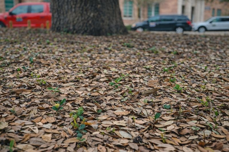 Your Oak Is Protecting Itself From Drought