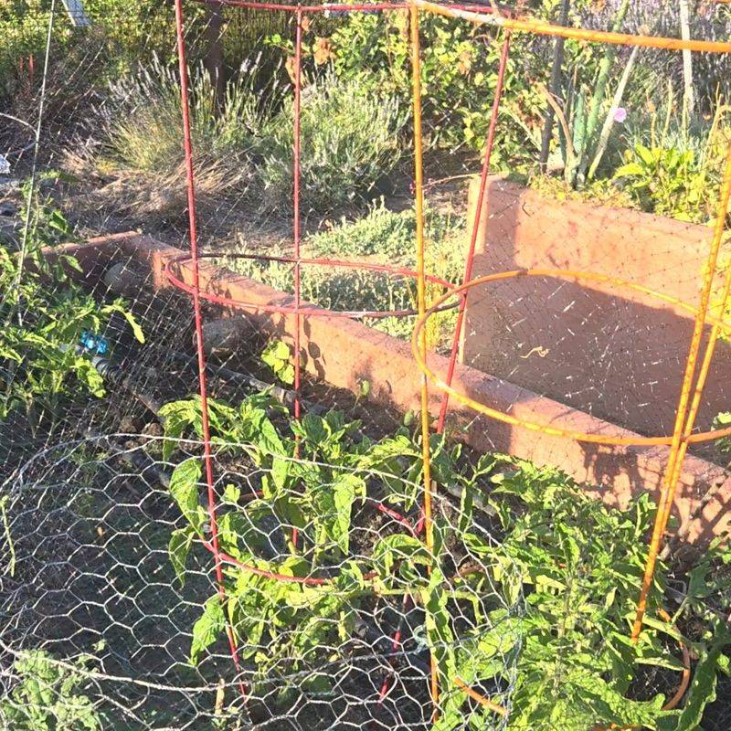Your Plants May Need Protection Soon Your Plants May Need Protection Soon