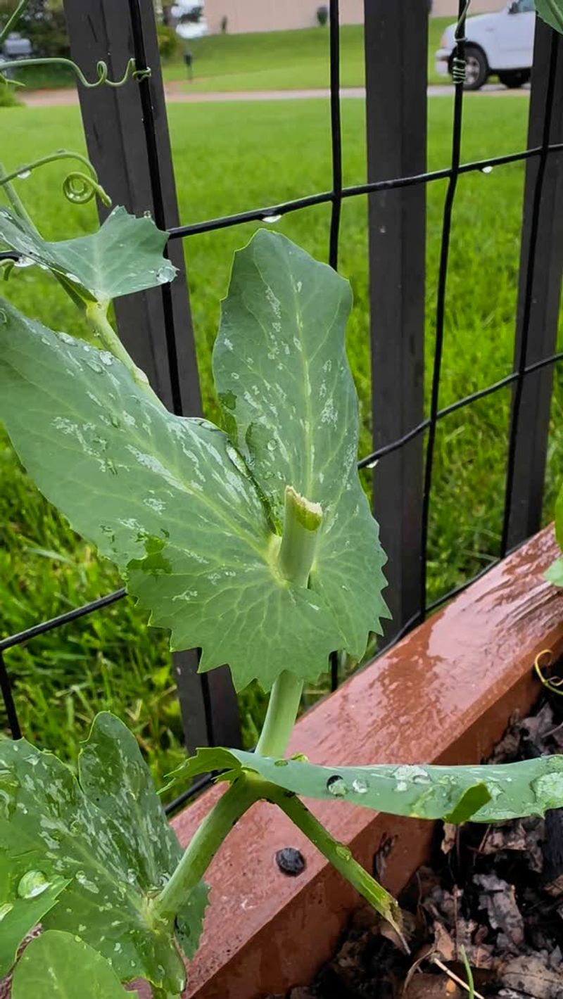 Your Plants May Soon Show Rabbit Damage Your Plants May Soon Show Rabbit Damage