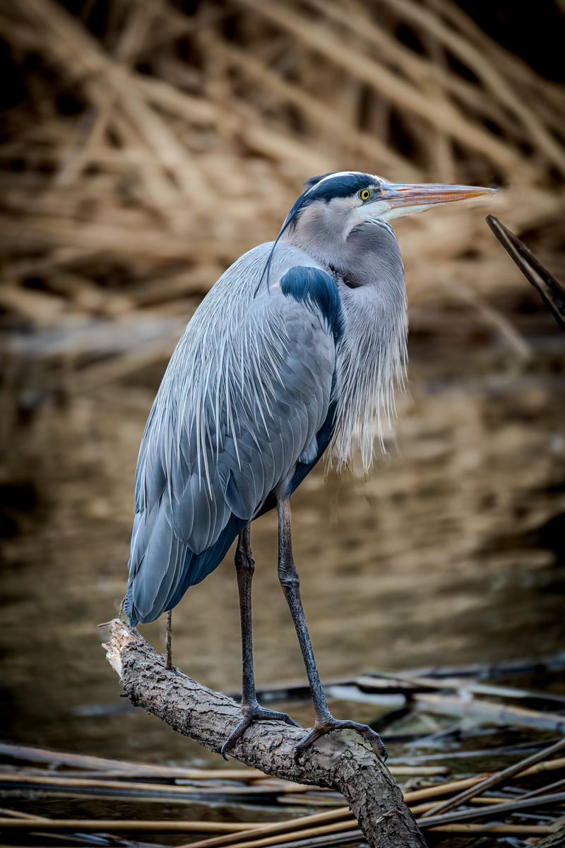 Your Pond May Look Like An Easy Feeding Spot