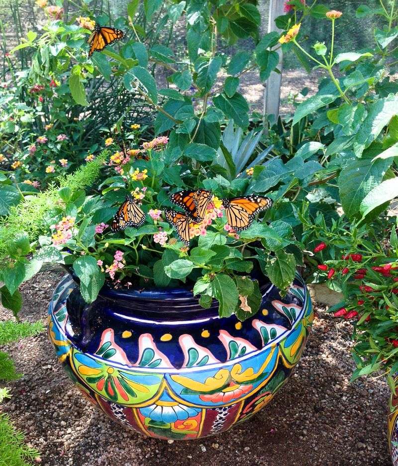 Your Porch Containers May Be Acting As A Small Nectar Stop