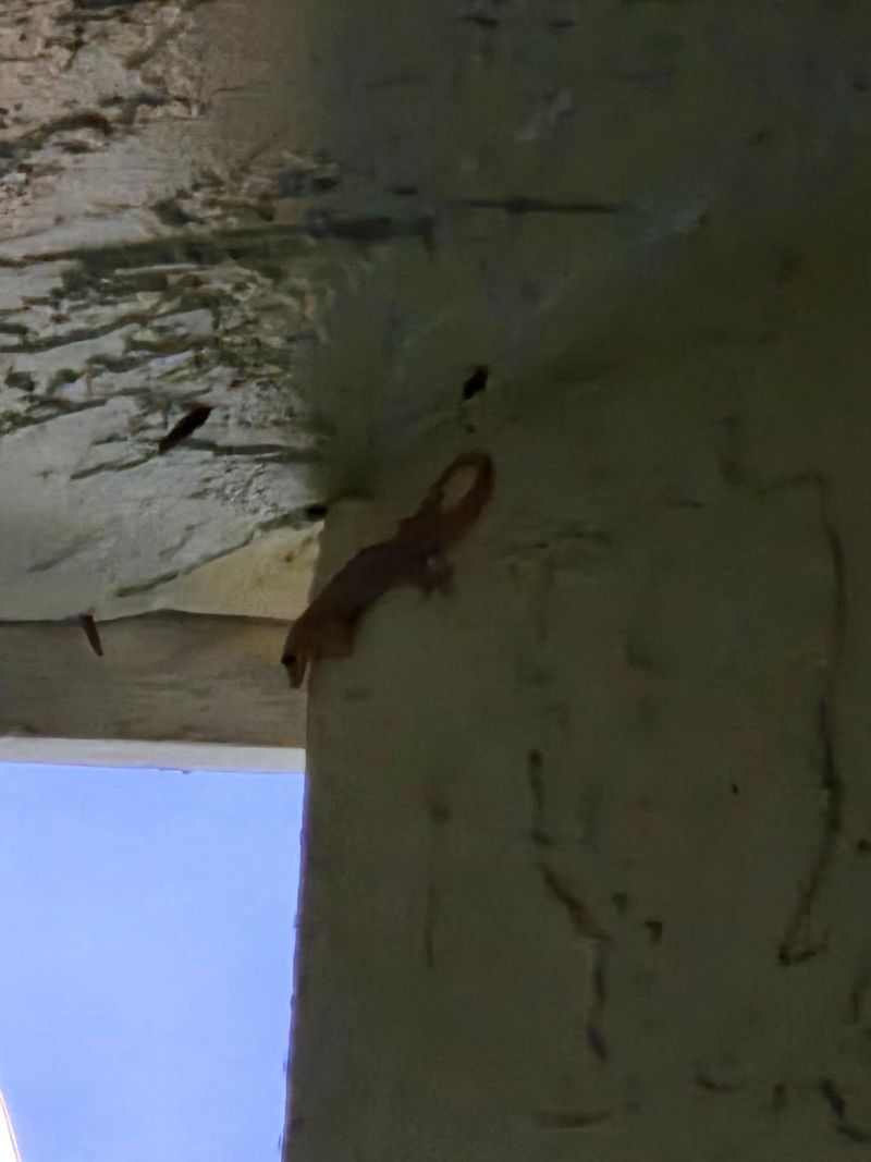 Your Porch Offers Good Hiding Places Your Porch Offers Good Hiding Places