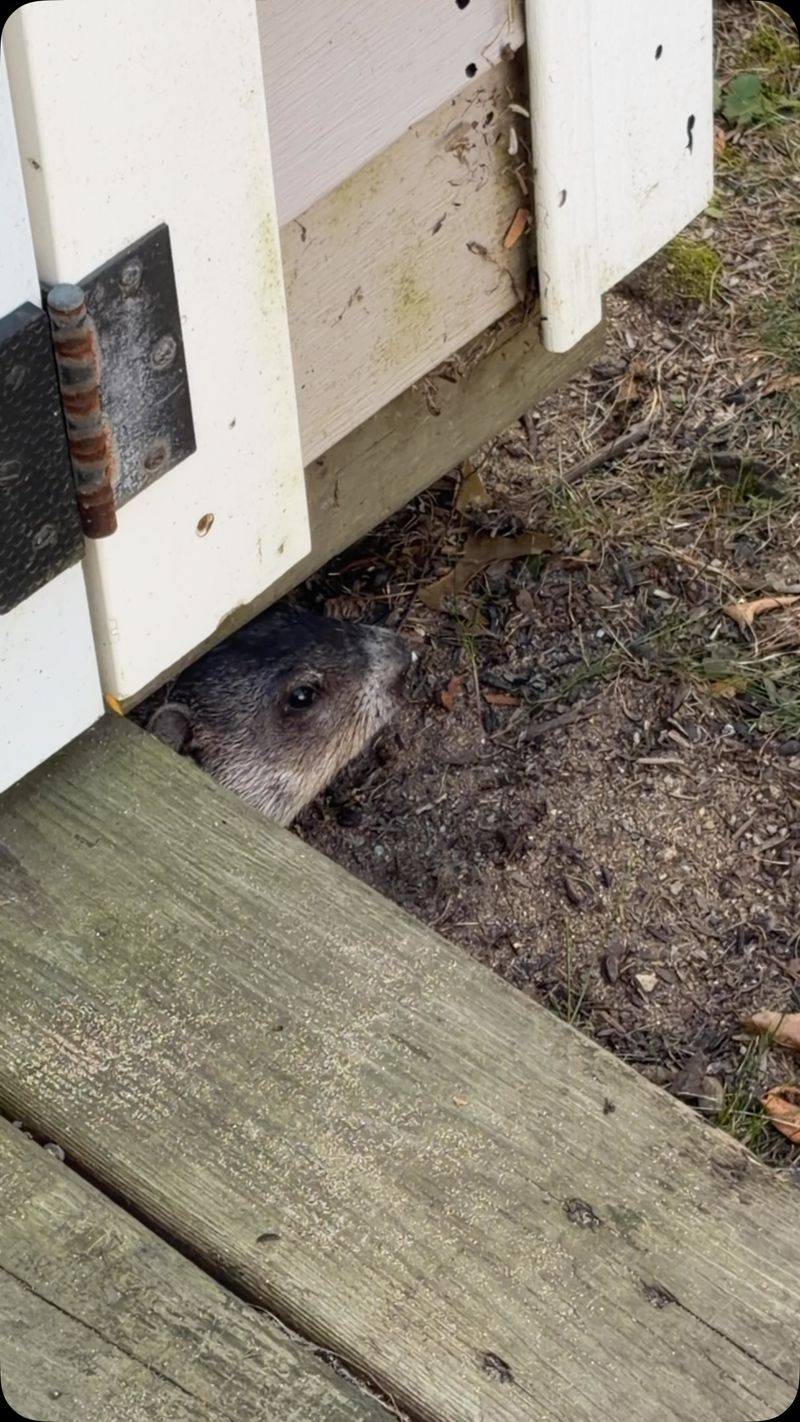 Your Porch Offers Ideal Shelter And Camouflage
