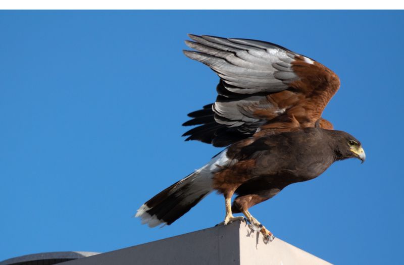 Your Roof Can Give The Hawk A Good Place To Hunt