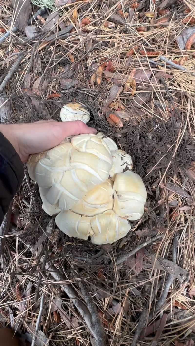 Your Soil Has An Active Fungal Community Your Soil Has An Active Fungal Community